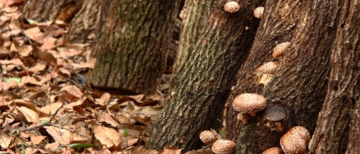 How to Use Spore Mushroom Log Drill Bits