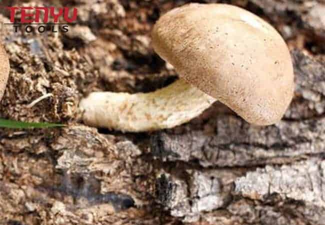 Broca de hongos para taladrado de troncos de hongos 8